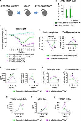 Neutrophil-derived Activin-A moderates their pro-NETotic activity and attenuates collateral tissue damage caused by Influenza A virus infection